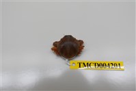 藏品(豆形拳蟹)的圖片